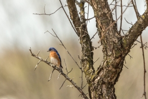 Bluebird in wild plum tree (Rona Neri)