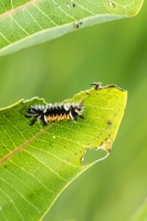 Tussock moth caterpillar (Rona Neri)