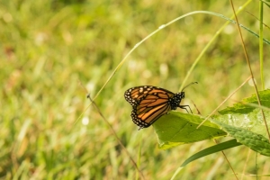 Monarch butterfly (Rona Neri)