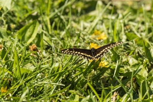 Black swallowtail butterfly (Rona Neri)
